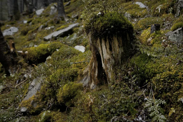 Mossy undergrowth in dark mountain forest — Stock Photo, Image