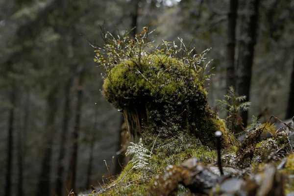 Mossy undergrowth in dark mountain forest — Stock Photo, Image