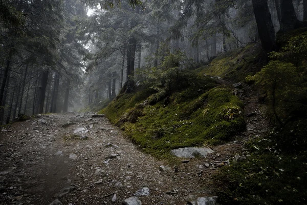 फोगी गडद पर्वत जंगल — स्टॉक फोटो, इमेज