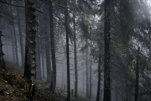 Dimmigt mörkt bergskog — Stockfoto