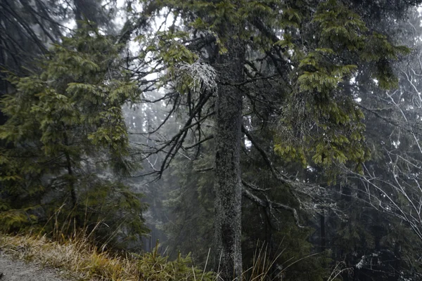 Nebliger dunkler Bergwald — Stockfoto