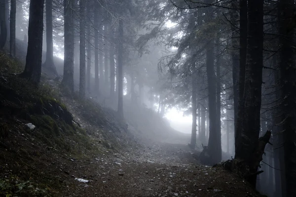 Bosque de montaña oscuro brumoso — Foto de Stock