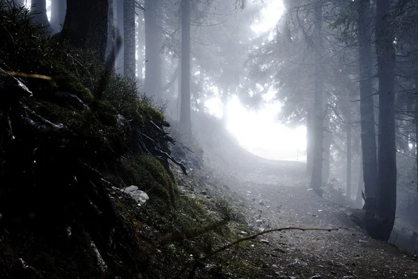 Туманний темний гірський ліс — стокове фото