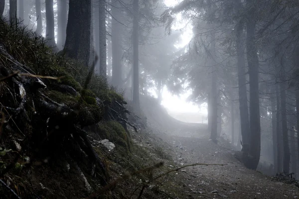 Mlhavé temné horského lesa — Stock fotografie