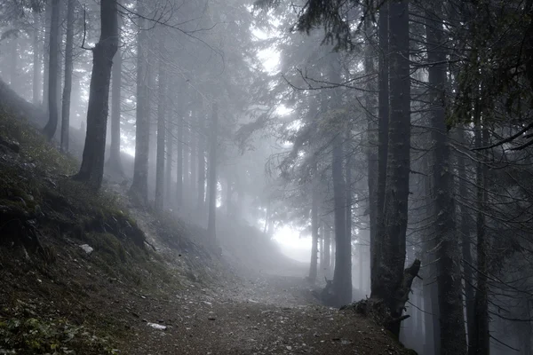 霧の濃い山の森林 — ストック写真