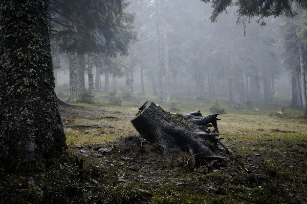 霧の濃い山の森林 — ストック写真