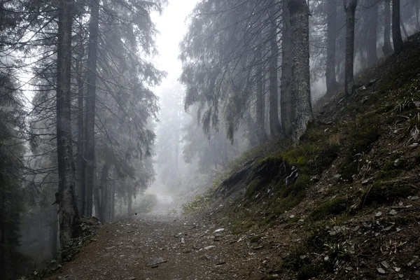 Mlhavé temné horského lesa — Stock fotografie
