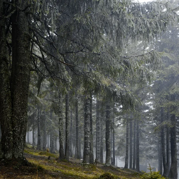 Nebliger dunkler Bergwald — Stockfoto