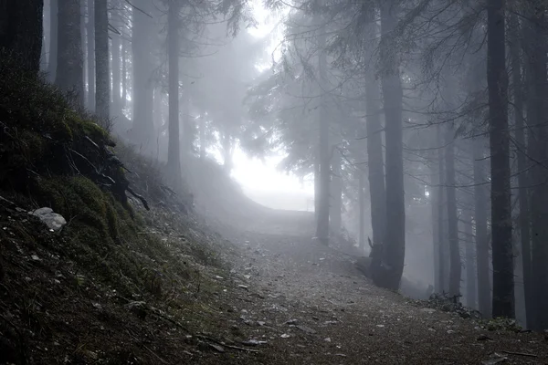 Foresta oscura di montagna appannata — Foto Stock