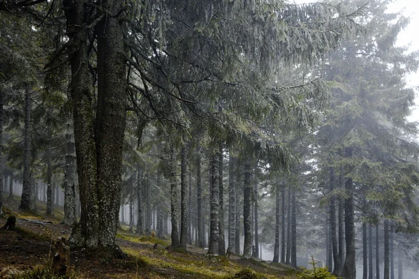 Nebliger dunkler Bergwald — Stockfoto