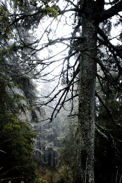 Nebliger dunkler Bergwald — Stockfoto