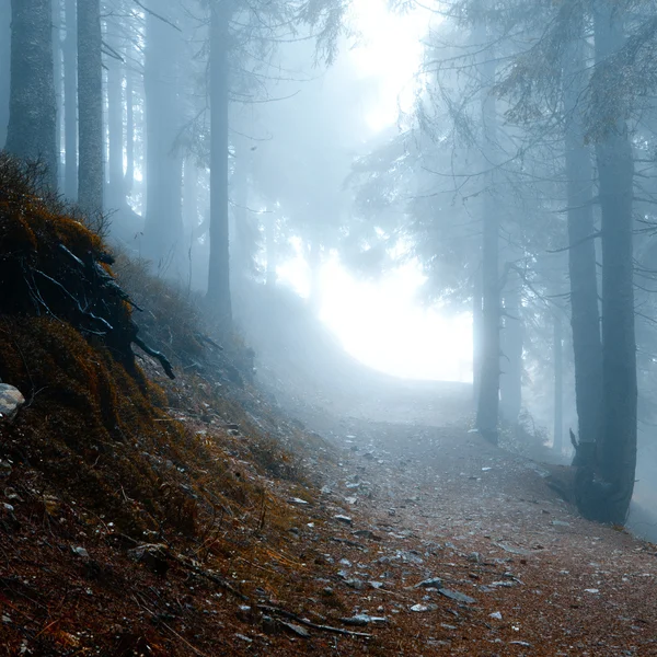 Bosque de montaña oscuro brumoso — Foto de Stock