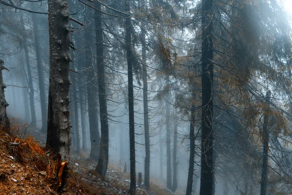 Dimmigt mörkt bergskog — Stockfoto