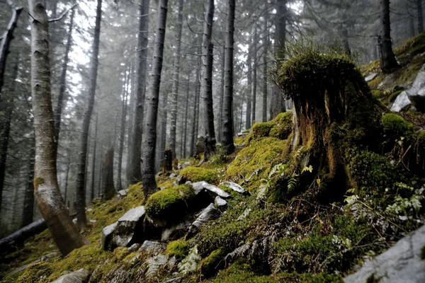 Foggy dark mountain forest — Stock Photo, Image