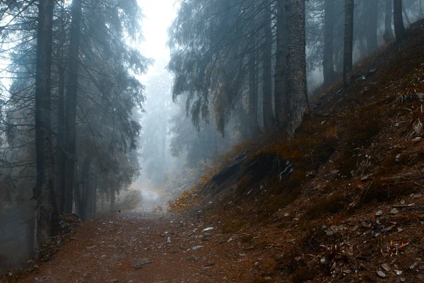 Foggy dark mountain forest — Stock Photo, Image