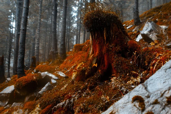 Foggy dark mountain forest — Stock Photo, Image