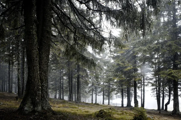 Foggy forêt de montagne sombre — Photo