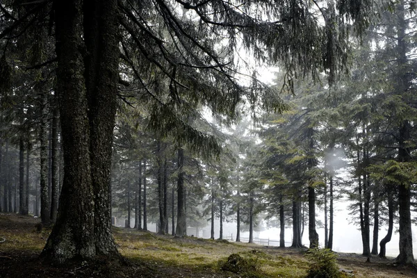 Sisli karanlık dağ orman — Stok fotoğraf