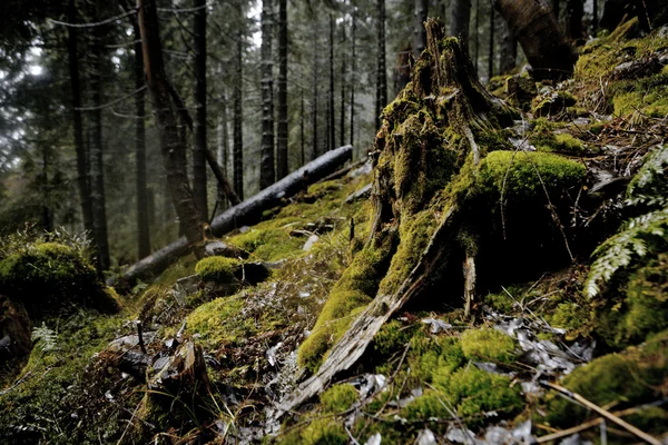 Mgliste góry ciemnego lasu — Zdjęcie stockowe