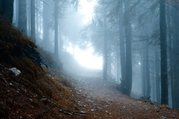 Foresta oscura di montagna appannata — Foto Stock