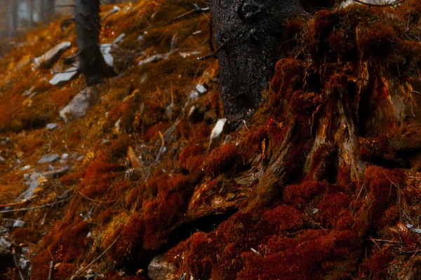 Bosque de montaña oscuro brumoso —  Fotos de Stock