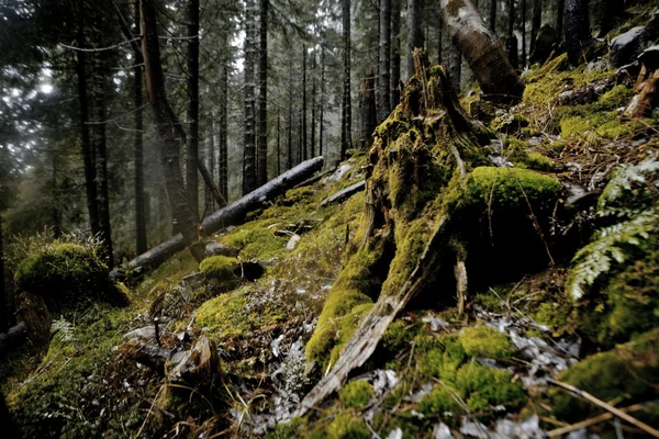 Floresta de montanha escura nebulosa — Fotografia de Stock