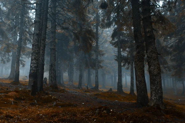 Туманний темний гірський ліс — стокове фото