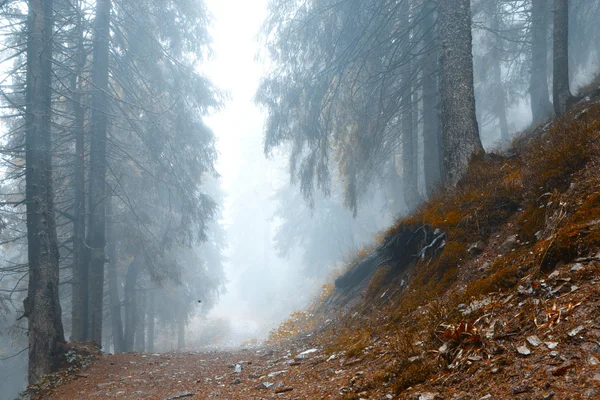 有雾的黑暗山林 — 图库照片