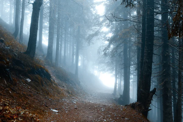 Foresta oscura di montagna appannata — Foto Stock