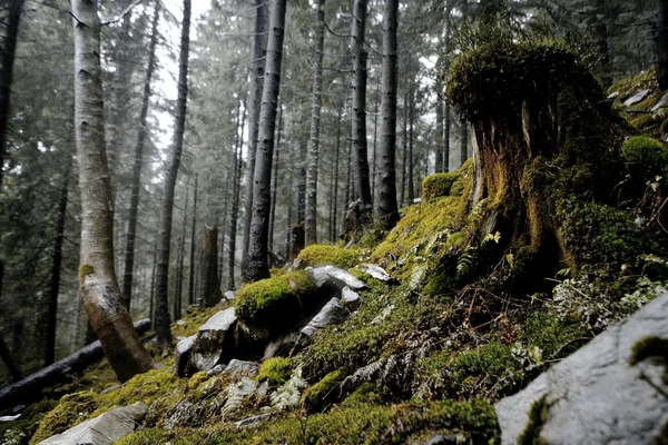 Bosque de montaña oscuro brumoso —  Fotos de Stock