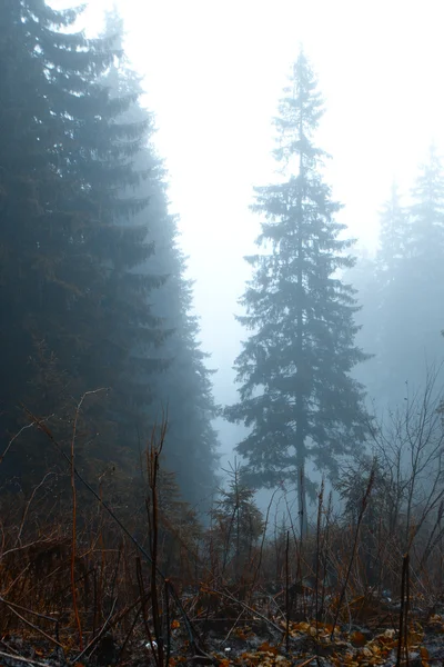 Foresta oscura di montagna appannata — Foto Stock