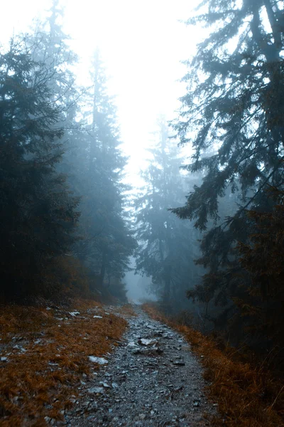 Ködös sötét hegyi erdő — Stock Fotó