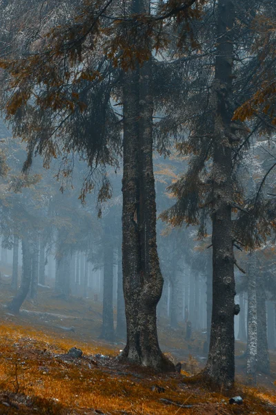 Floresta de montanha escura nebulosa — Fotografia de Stock