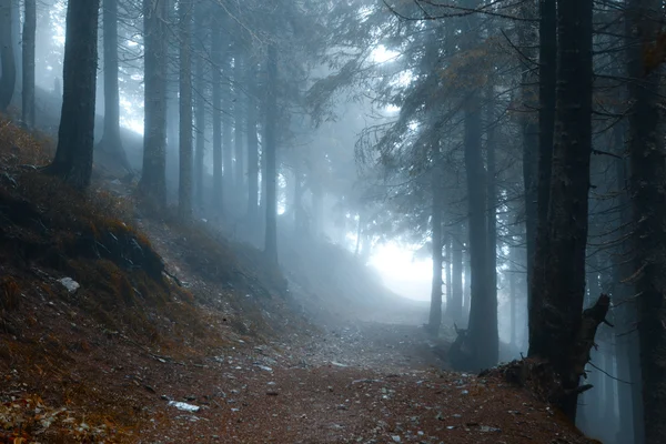 Floresta de montanha escura nebulosa — Fotografia de Stock