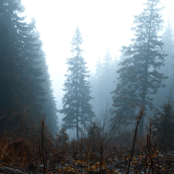 Nebliger dunkler Bergwald — Stockfoto