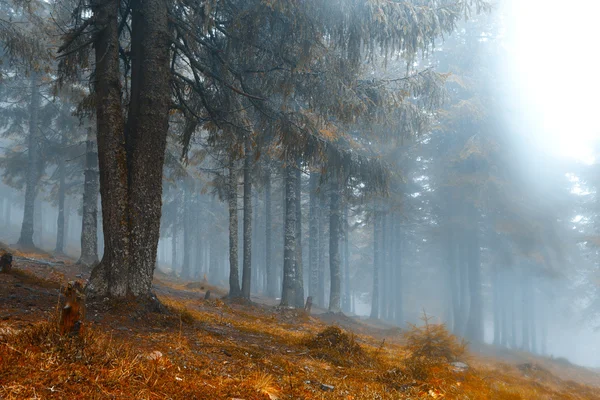 Floresta de montanha escura nebulosa — Fotografia de Stock