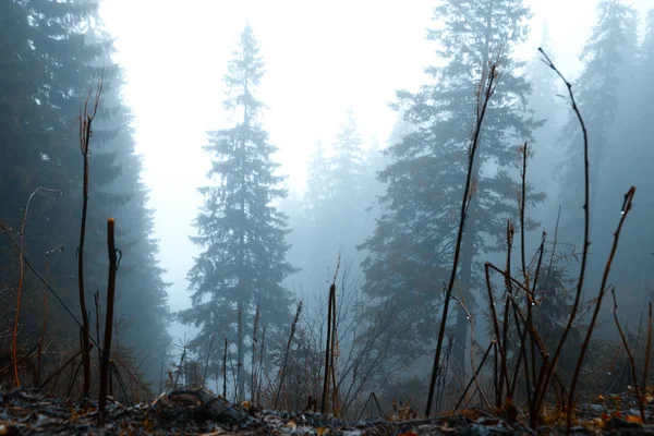 Foggy dark mountain forest — Stock Photo, Image