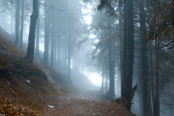 有雾的黑暗山林 — 图库照片
