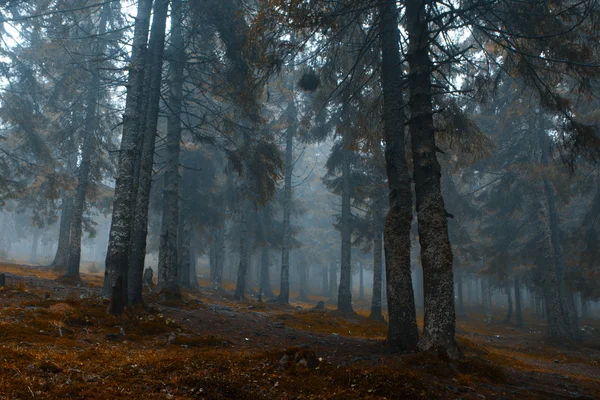Ködös sötét hegyi erdő — Stock Fotó
