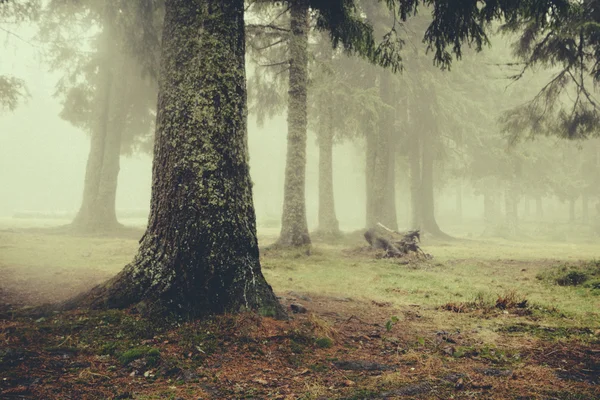 Nebliger dunkler Bergwald — Stockfoto