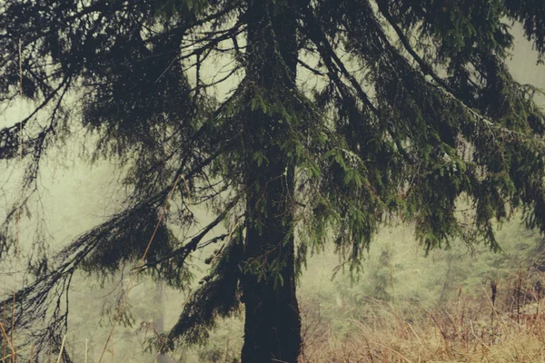 Bosque de montaña oscuro brumoso —  Fotos de Stock