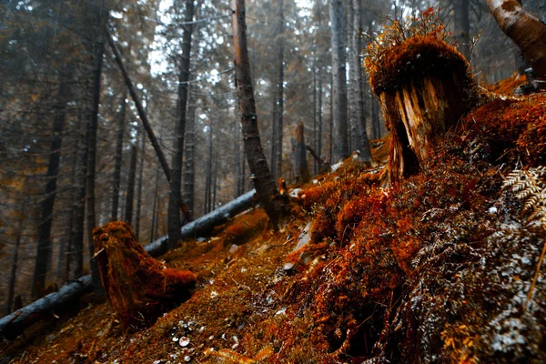 Foggy dark mountain forest — Stock Photo, Image