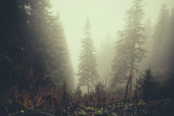 Bosque de montaña oscuro brumoso —  Fotos de Stock