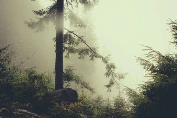 Foggy dark mountain forest — Stock Photo, Image