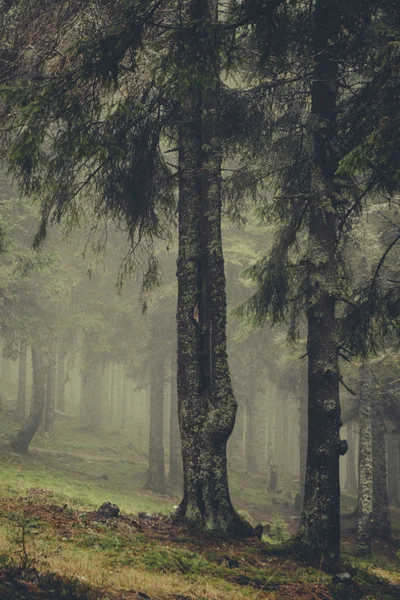 Bosque de montaña oscuro brumoso —  Fotos de Stock