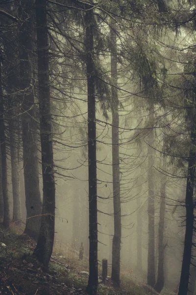 Foggy forêt de montagne sombre — Photo