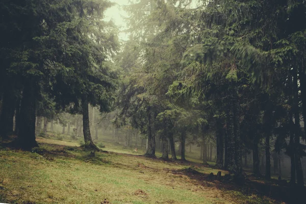 Foggy dark mountain forest — Stock Photo, Image