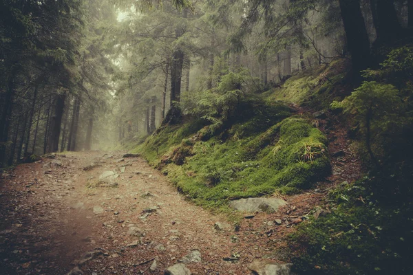 Foresta oscura di montagna appannata — Foto Stock