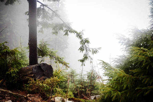 Foresta oscura di montagna appannata — Foto Stock