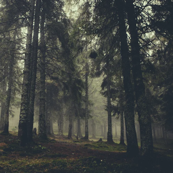 Dimmigt mörkt bergskog — Stockfoto